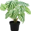 Shop RETIF Calathea Dans Pot H42Cm