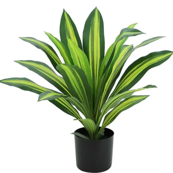 Fashion RETIF Dracena Dans Pot 13Cm H50Cm