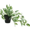 Sale RETIF Feuillage Retombant En Pot H50Cm