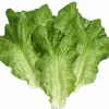 Best Sale RETIF Feuilles De Salade Artificielle Laitue X6 En Latex Superbe
