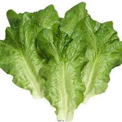Best Sale RETIF Feuilles De Salade Artificielle Laitue X6 En Latex Superbe