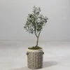 Fashion RETIF Olivier Artificiel Dans Pot H 120 Cm