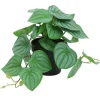 Sale RETIF Peperomia Retombant Dans Pot H17Cm