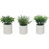 Shop RETIF Plante Verte De Table H 14 Cm - 3 Mod Les Possibles
