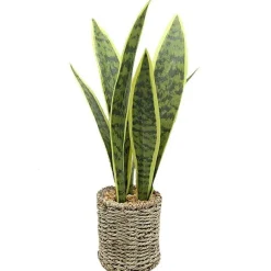 Clearance RETIF Sansevria Dans Pot Corde H42Cm
