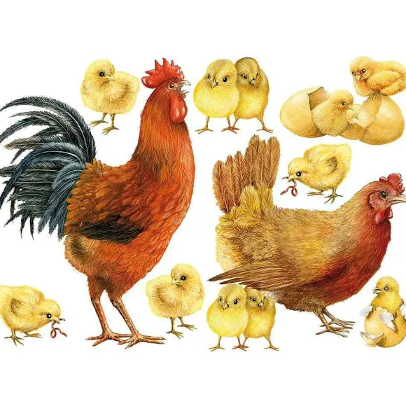 Best RETIF Sticker Coq, Poule Et Poussins 70 X 100 Cm Soit 1 Coq + 1 Poule + 10 Poussins