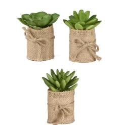 Hot RETIF Succulente H 9 Cm - 3 Mod Les Possibles