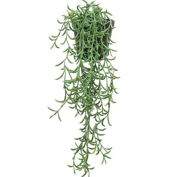 Fashion RETIF Succulente Retombante Rhipsalis Cassutha Dans Pot H50/60Cm