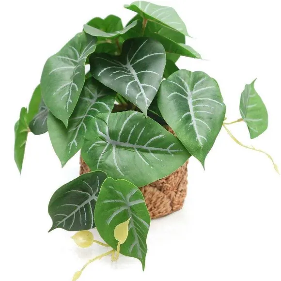 New RETIF Syngonium Dans Pot Effet Cannage H20Cm