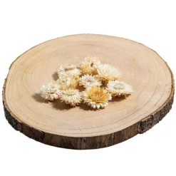 Store RETIF T Tes D'Helichrysums S Ch S Blancs 3Cm - Par 6G