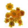 Cheap RETIF T Tes D'Helichrysums S Ch S Jaunes 3Cm - Par 6G