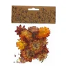 Fashion RETIF T Tes D'Helichrysums S Ch S Oranges 3Cm - Par 6G