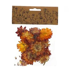 Fashion RETIF T Tes D'Helichrysums S Ch S Oranges 3Cm - Par 6G