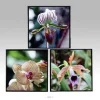 Flash Sale RETIF Tableaux Peinture X3 Orchidees L 40X2 50Xh 40Cm