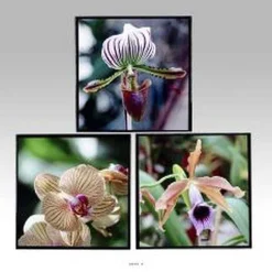 Flash Sale RETIF Tableaux Peinture X3 Orchidees L 40X2 50Xh 40Cm